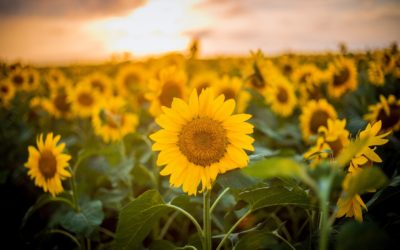 Творческий подарок к юбилею города.